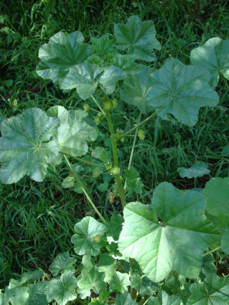 FEELING MALLOW – Learning to Recognize the Common Mallow Plant —